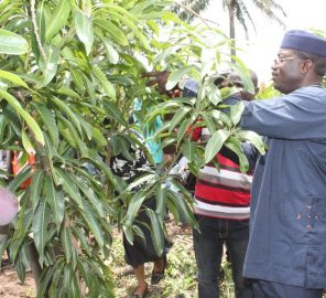 Ekiti-State-To-Clear-1554-Hectares-For-Farming-BRANDSPUR-NIGERIA-1200x978